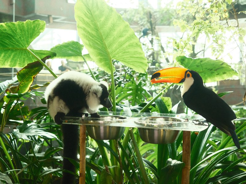 A toucan and a small monkey interact at a feeding station surrounded by lush green plants.