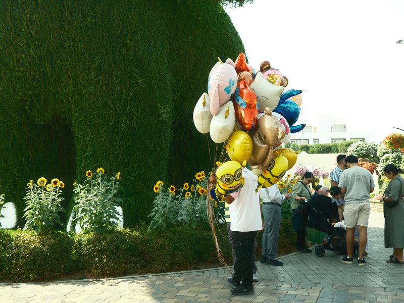 A person holding a large bunch of colorful balloons in front of a green hedge and sunflowers.