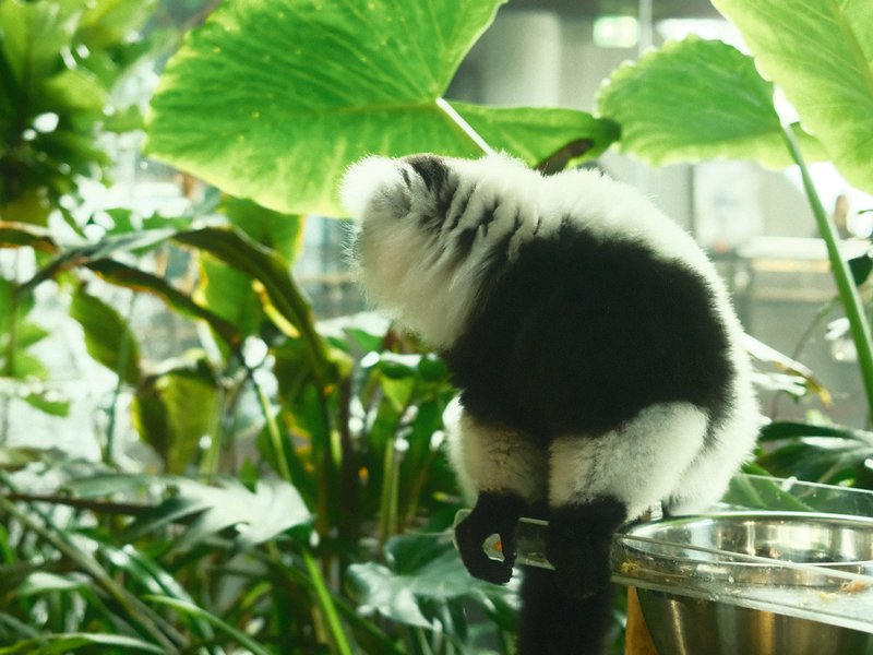 A small monkey with black and white fur sitting on a railing surrounded by lush green plants.