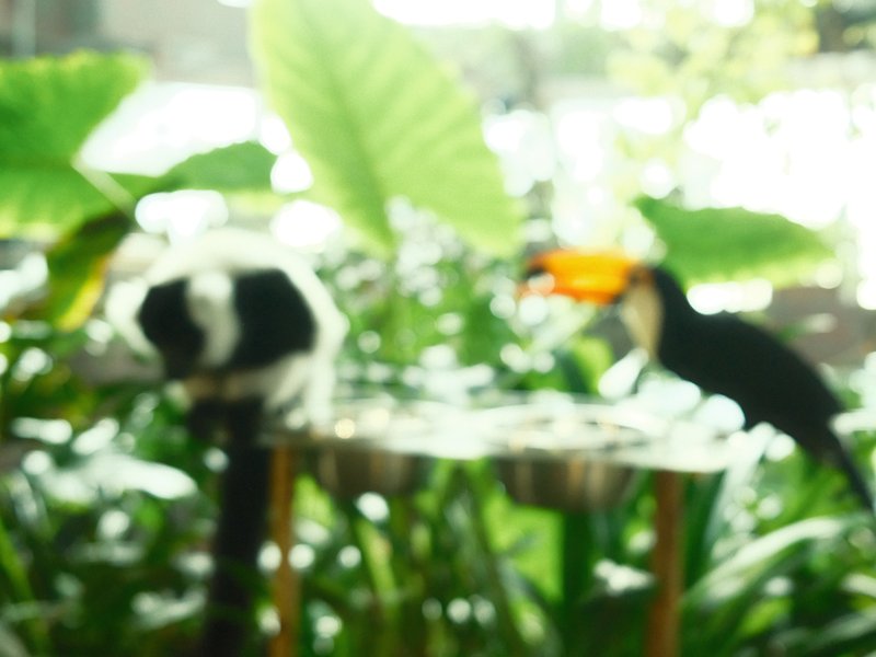 A blurred image of a toucan and a monkey among lush green foliage.