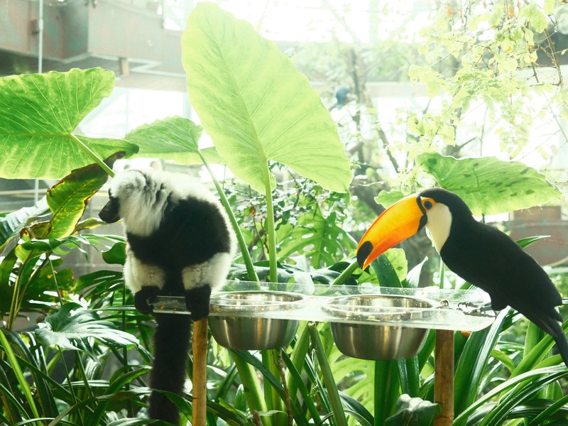 A black and white lemur sits next to a toucan with a bright orange beak among lush green foliage.