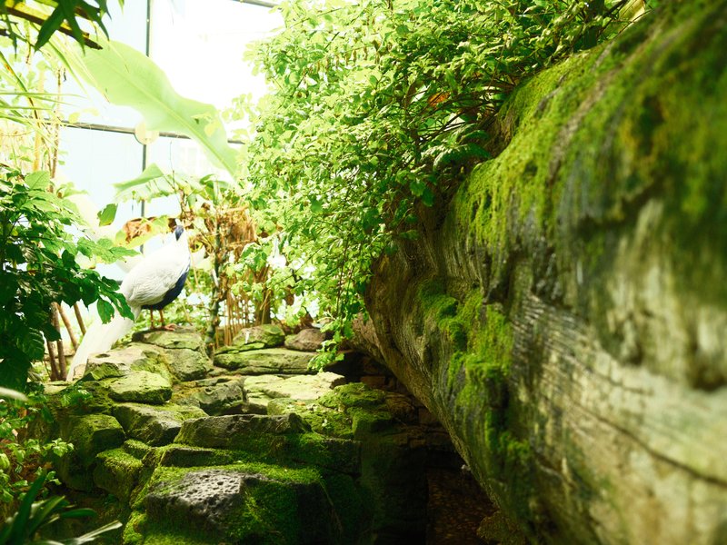 A moss-covered log in a lush green environment with plants and a bird in the background.