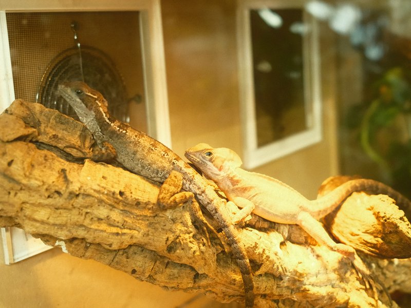 A lizard resting on a log inside a terrarium with windows and a warm atmosphere.
