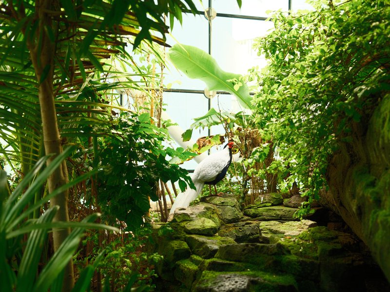 A lush indoor garden with tropical plants and a stone pathway leading up to a glass window.