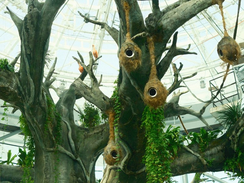 A close-up view of a large tree with hanging nests and green foliage inside a glass structure.