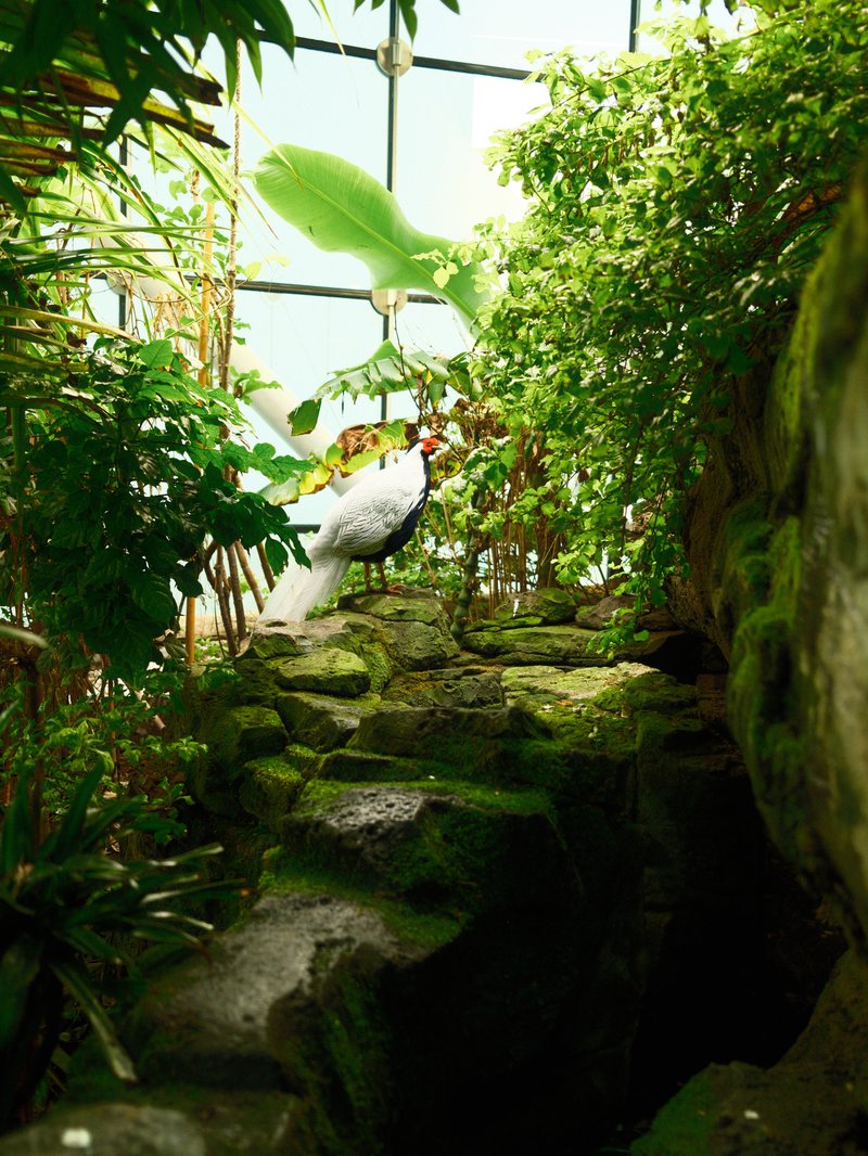 A white bird perched on mossy stones surrounded by lush green plants in a greenhouse.