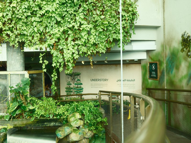 Indoor scene with greenery, a wooden walkway, and a mural in a tranquil setting.
