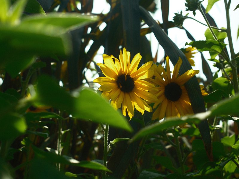 Two sunflowers peeking through green foliage under bright sunlight.