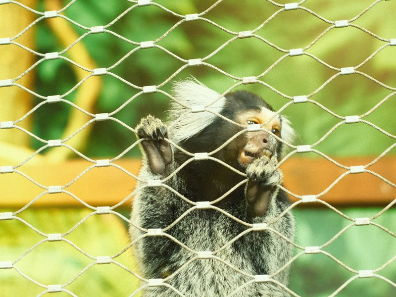A monkey behind a wire mesh, showing its hands and face with a playful expression.