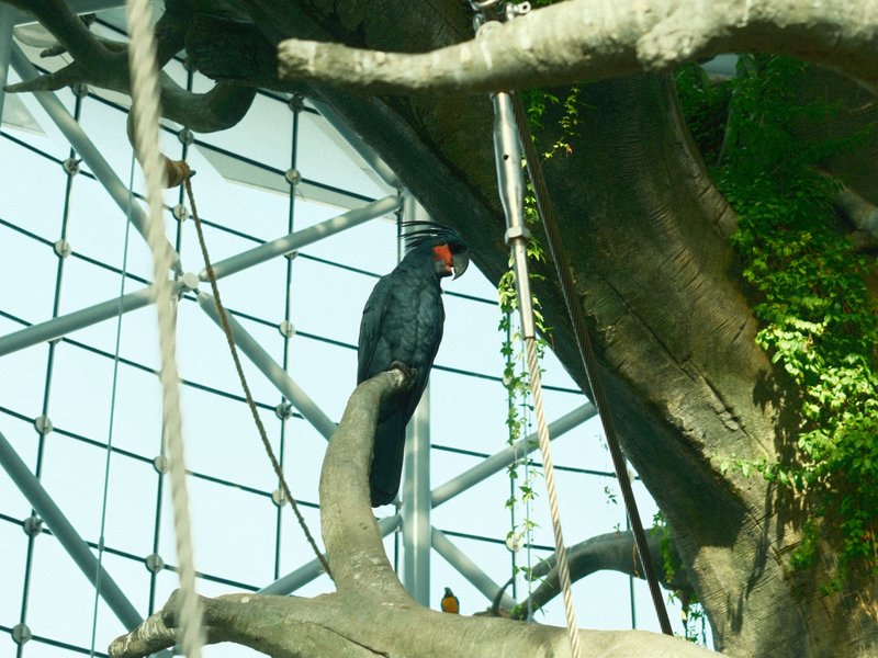 A black bird perched on a branch inside a glass-enclosed habitat with greenery.