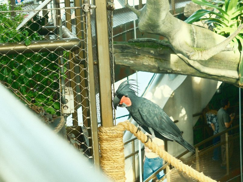 A black cockatoo perched on a rope in a zoo setting, surrounded by greenery and structures.