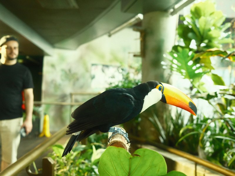 A toucan perched on a branch with a blurred person in the background amidst lush greenery.