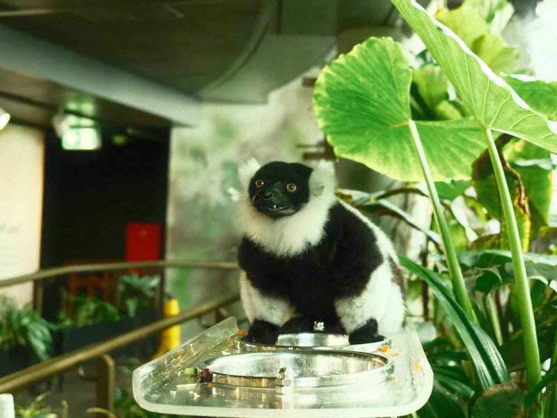 A black and white monkey figurine perched on a tray surrounded by lush green plants.
