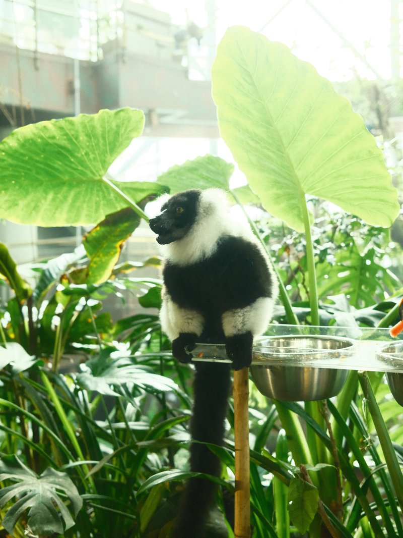 A black and white monkey sitting on a perch surrounded by large green leaves in a lush environment.