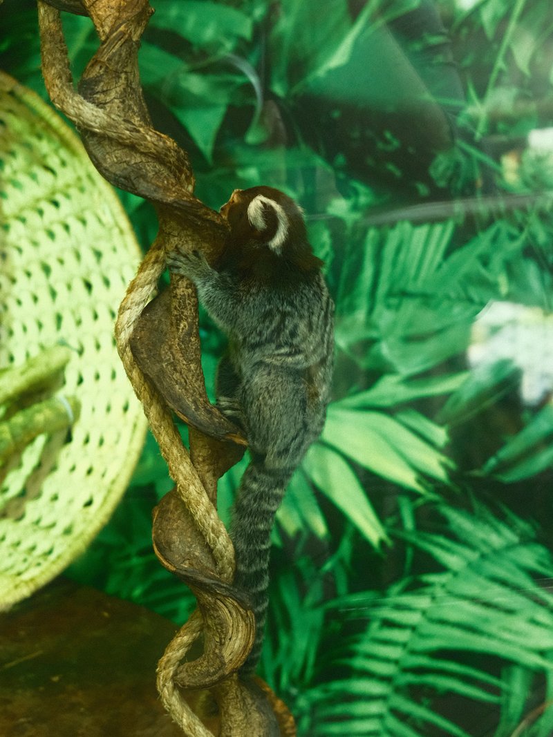 A small monkey climbing on a twisted vine in a lush green environment.