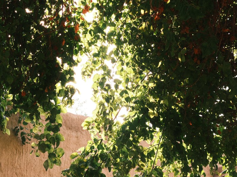 Sunlight filtering through lush green leaves, creating a dappled light effect.