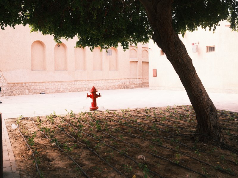 A red fire hydrant beside a tree in a quiet, sunlit courtyard with a beige wall in the background.