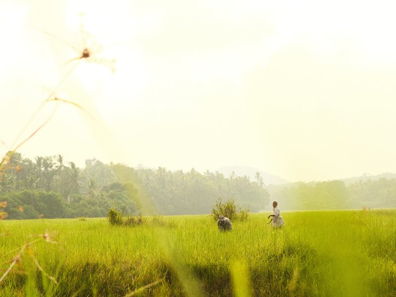 Two people walking through a sunlit rice field with lush greenery in the background.
