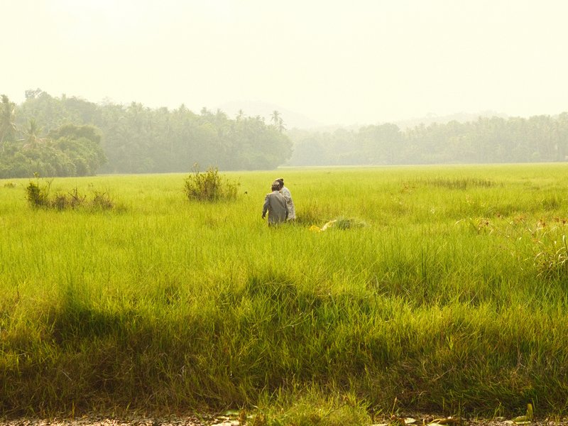A person sitting in a vast green field with trees in the background under a hazy sky.