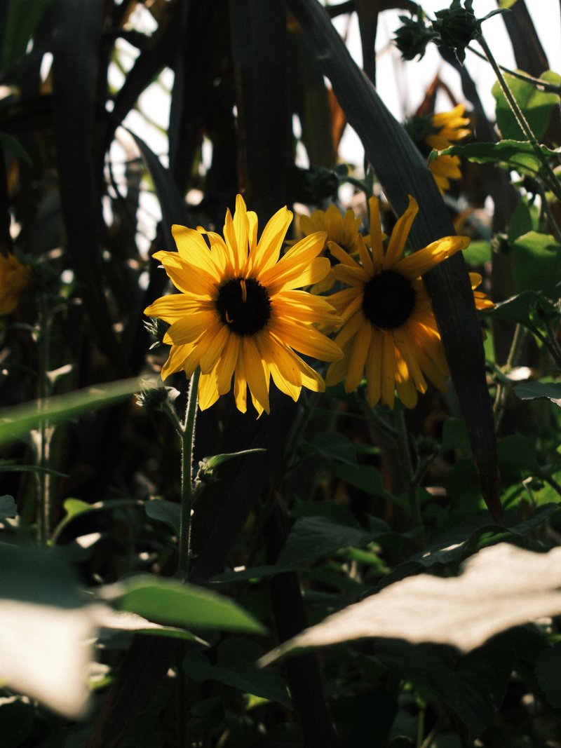Two bright yellow sunflowers surrounded by green foliage in a garden setting.