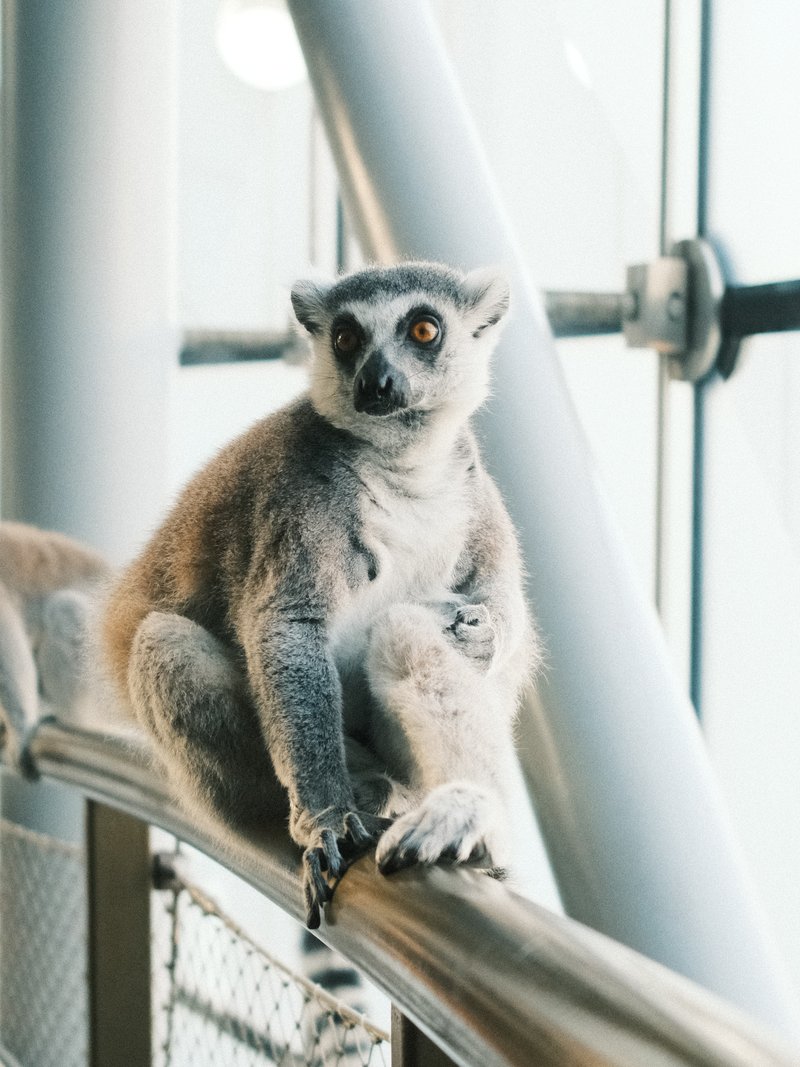A lemur sitting on a railing, looking curiously at the camera with a modern architectural background.