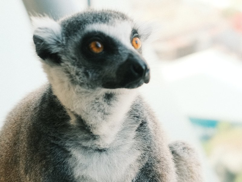 Close-up of a lemur with large eyes and grey fur, sitting near a window with soft light.