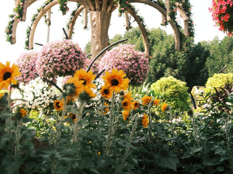 Colorful garden with sunflowers and hanging floral arrangements under bright sunlight.