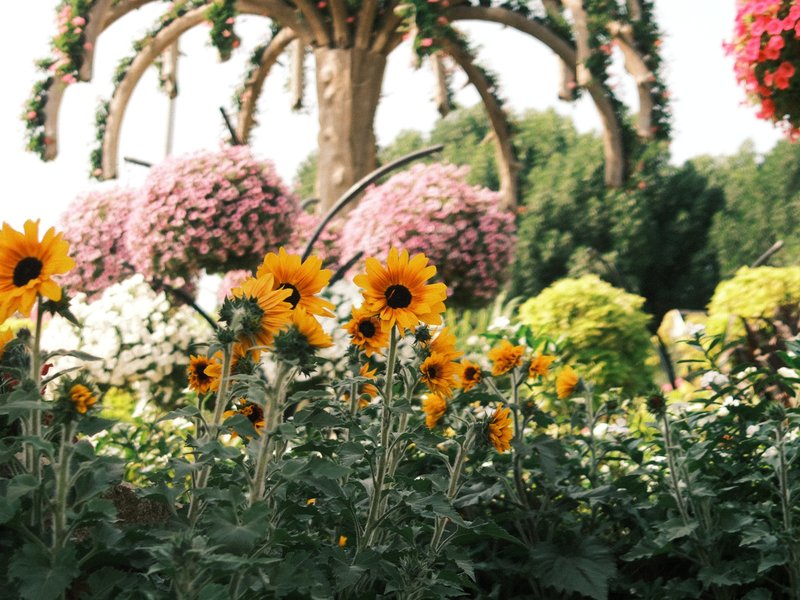 A vibrant garden filled with sunflowers and colorful flowers under bright sunlight.