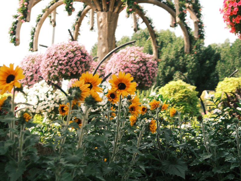 A vibrant garden filled with sunflowers and hanging floral arrangements under a sunny sky.