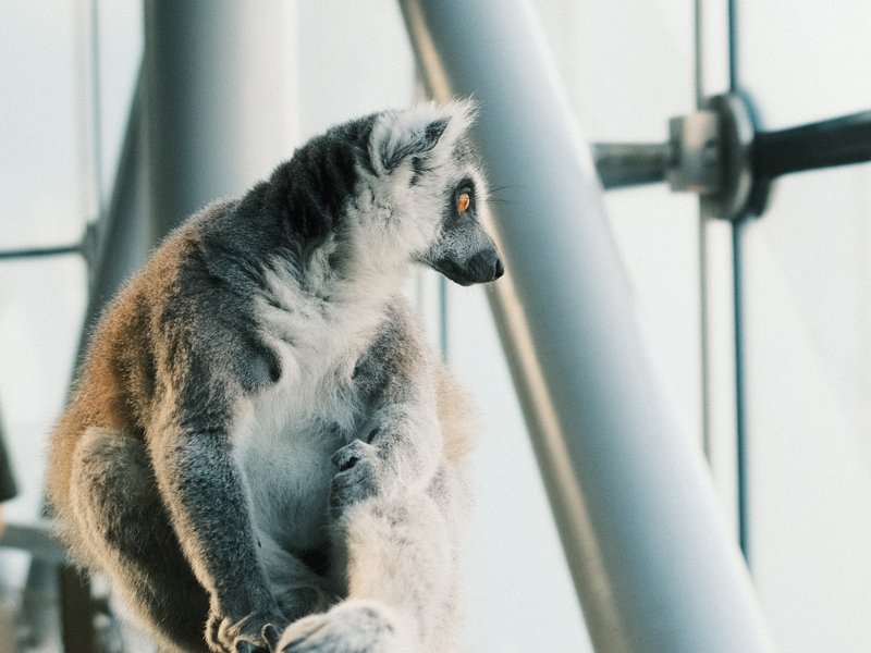 A lemur sitting by a large window, gazing outside with a thoughtful expression.