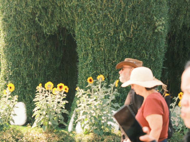 Two people walking past tall green hedges and sunflowers in a garden setting.