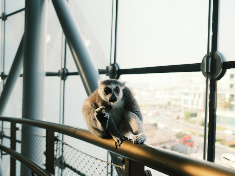 A monkey sitting on a railing inside a modern building with large windows and a city view.
