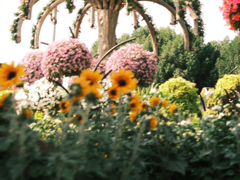 Colorful garden with sunflowers in the foreground and hanging flower baskets above.