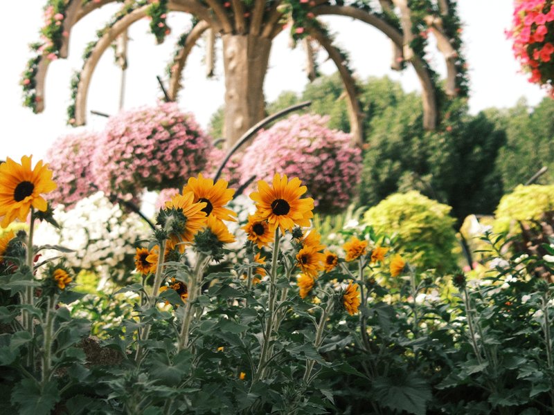 Colorful garden with sunflowers in the foreground and hanging flower baskets in the background.
