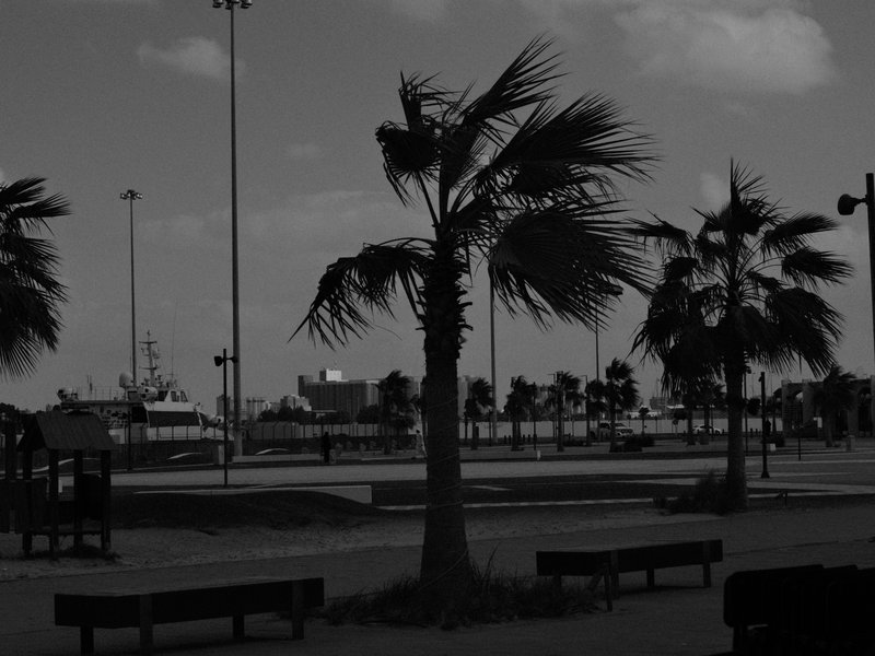 Silhouetted palm trees against a cloudy sky in a park setting.