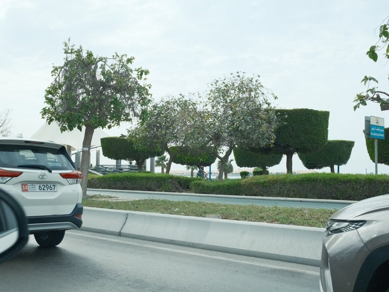 A view of trimmed trees along a roadside with cars in the foreground and a cloudy sky.