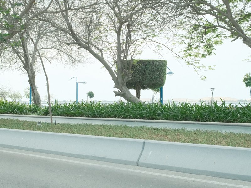 A tree shaped like a cube beside a road, with sparse foliage and a foggy background.