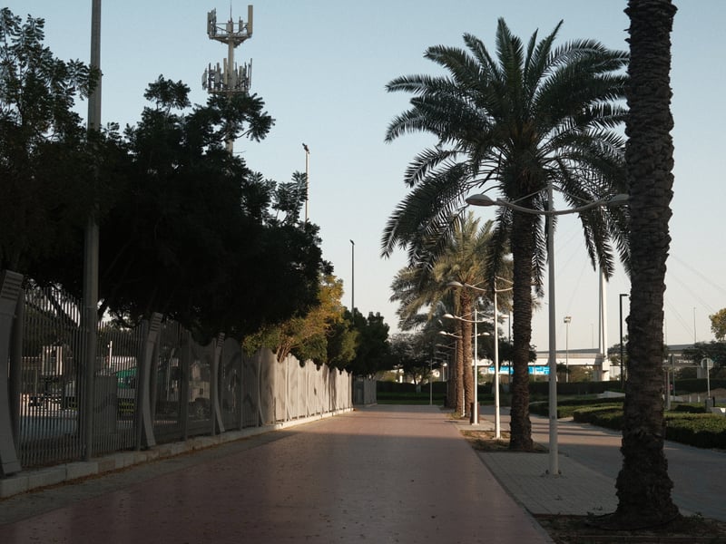 A palm tree-lined walkway in an urban setting with a clear sky and modern architecture in the background.