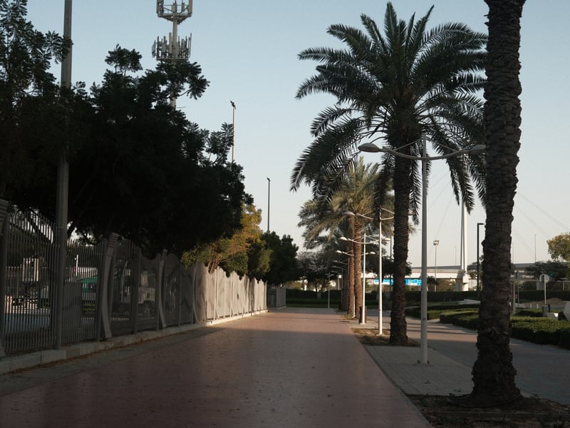 A palm tree-lined walkway in an urban setting during early evening light.
