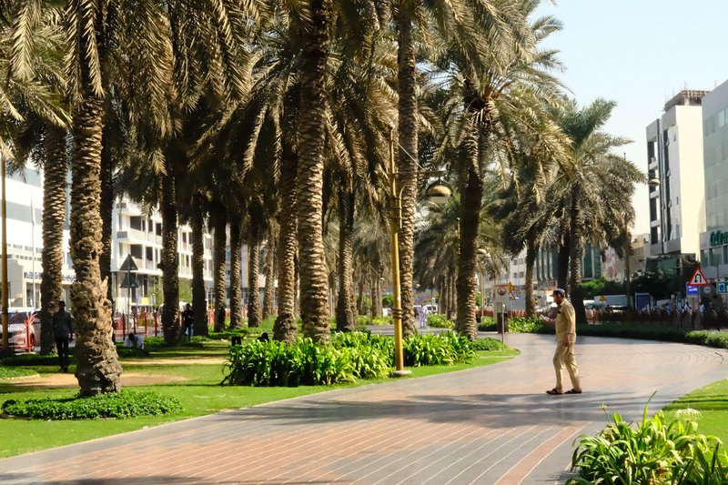 A man walking along a palm-lined pathway in an urban setting with buildings in the background.