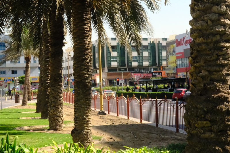 Palm trees lining a street with buildings and shops in the background under bright sunlight.