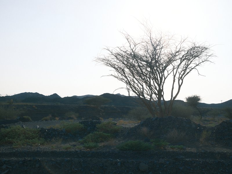 Silhouette of a bare tree against a bright sky, with rocky terrain in the background.
