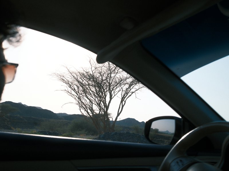 A silhouette of a leafless tree against a pale sky, viewed from inside a car.