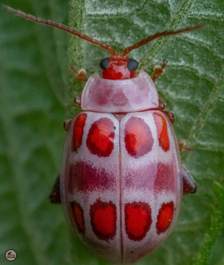A Pink Spotted Ladybird Beetle in Macro Photography visual reference
