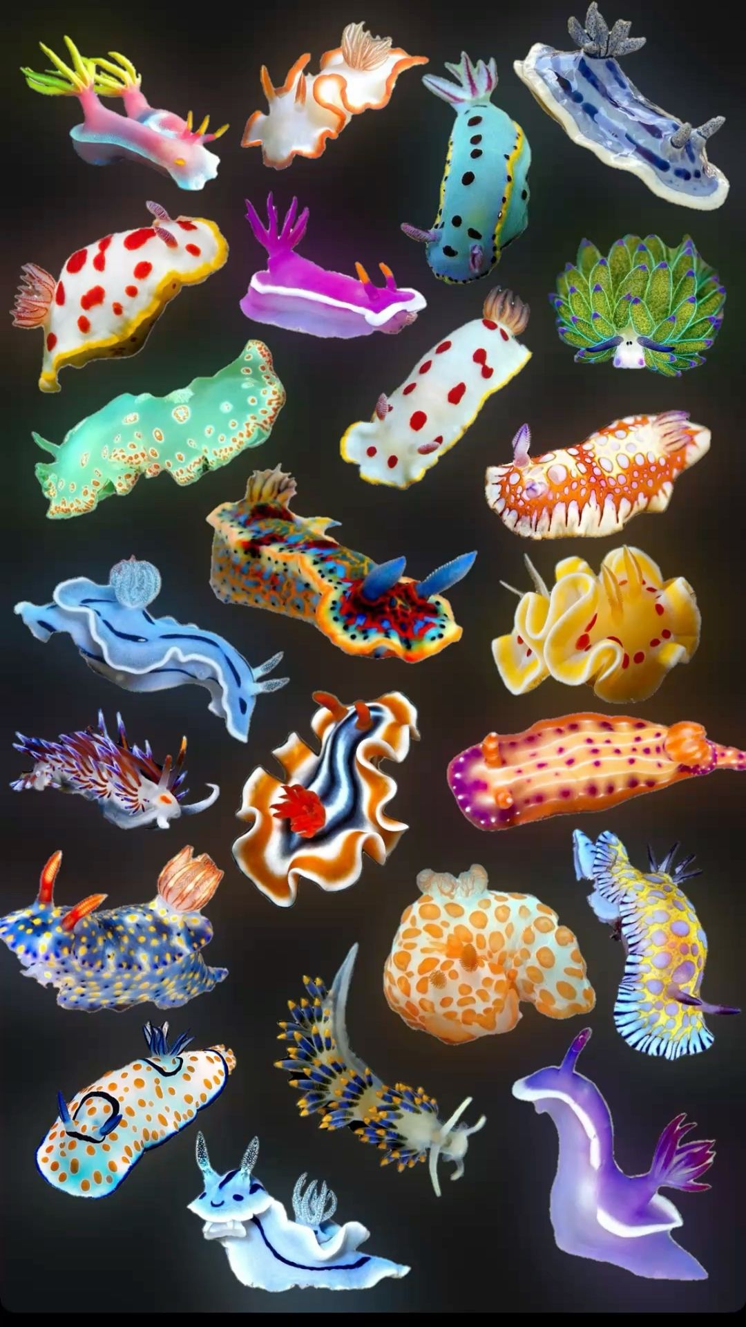 Colorful Sea Slugs of the World: A Nudibranch Identification Collage visual reference