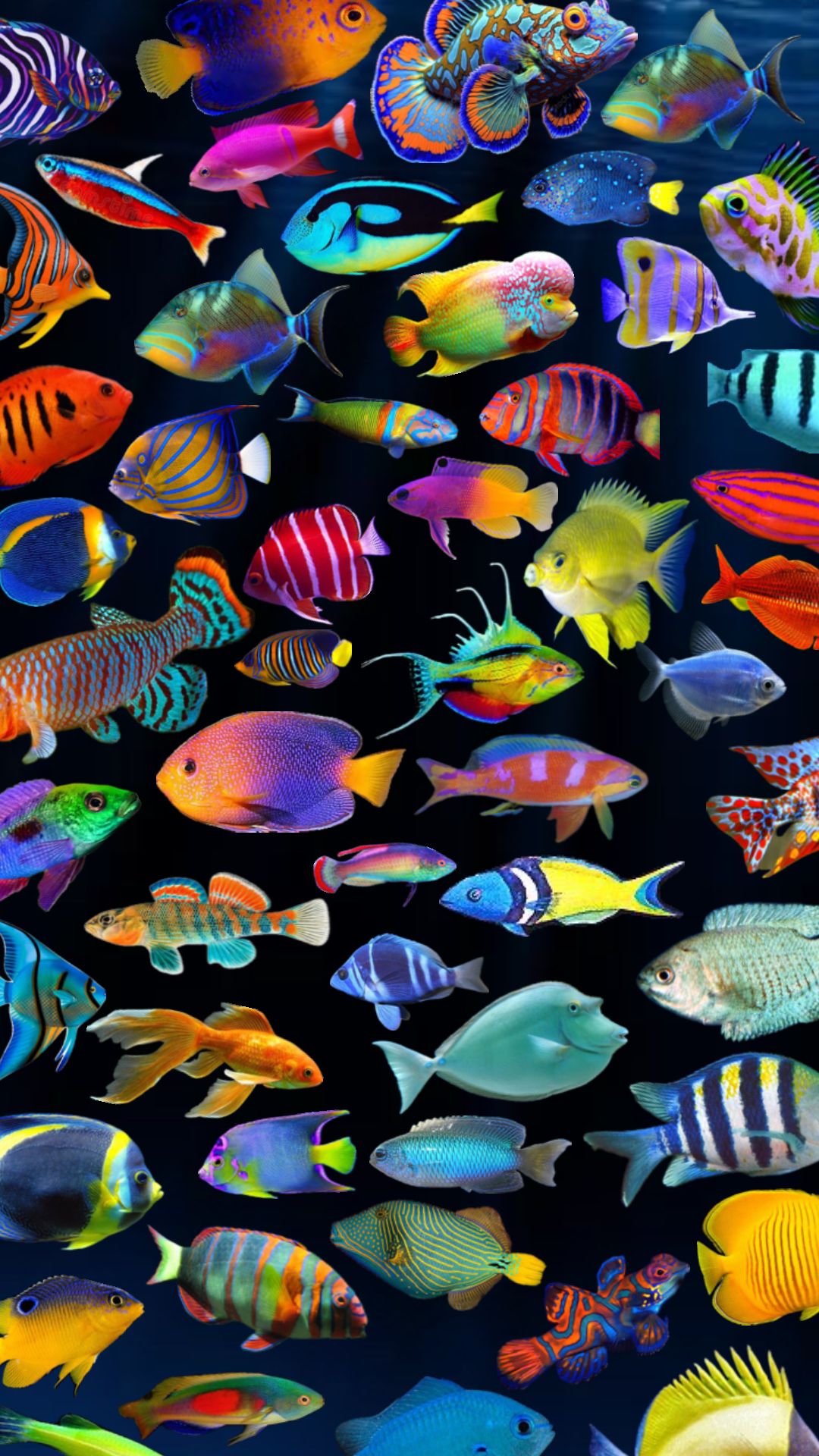 Colorful Tropical Fish Collection on Black visual reference