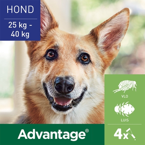 2x Advantage Anti Vlooiendruppels 400 Hond 25 - 40 kg 4 pipetten