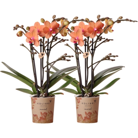 COMBI DEAL van 2 Orchideeën - Oranje
