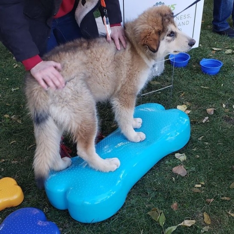 FitPAWS-Dierenbalansplatform-Giant-K9FITbone-PVC-zeeblauw