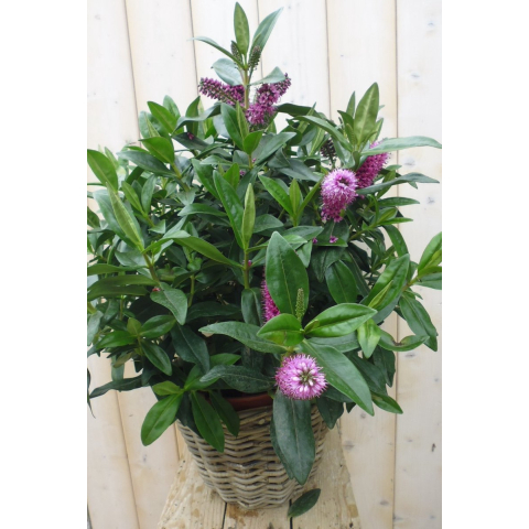 Veronica Hebe Andersonii Roze/Paars met donkergroen blad in White Wash Mand - Warentuin natuurlijk